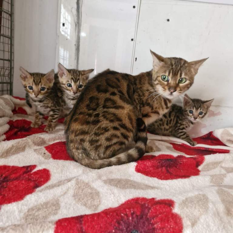 Bengal kittens