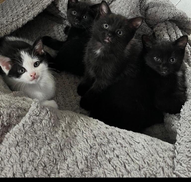 🐾 4 Beautiful Kittens – Litter Trained – Ready 2nd Sept – £100