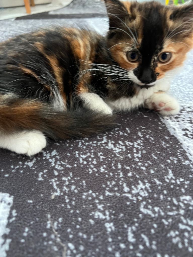 Special Needs Calico Kitten – Loving Home Wanted
