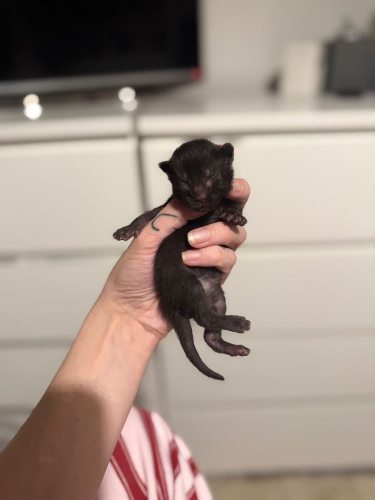 Siamese X Kittens