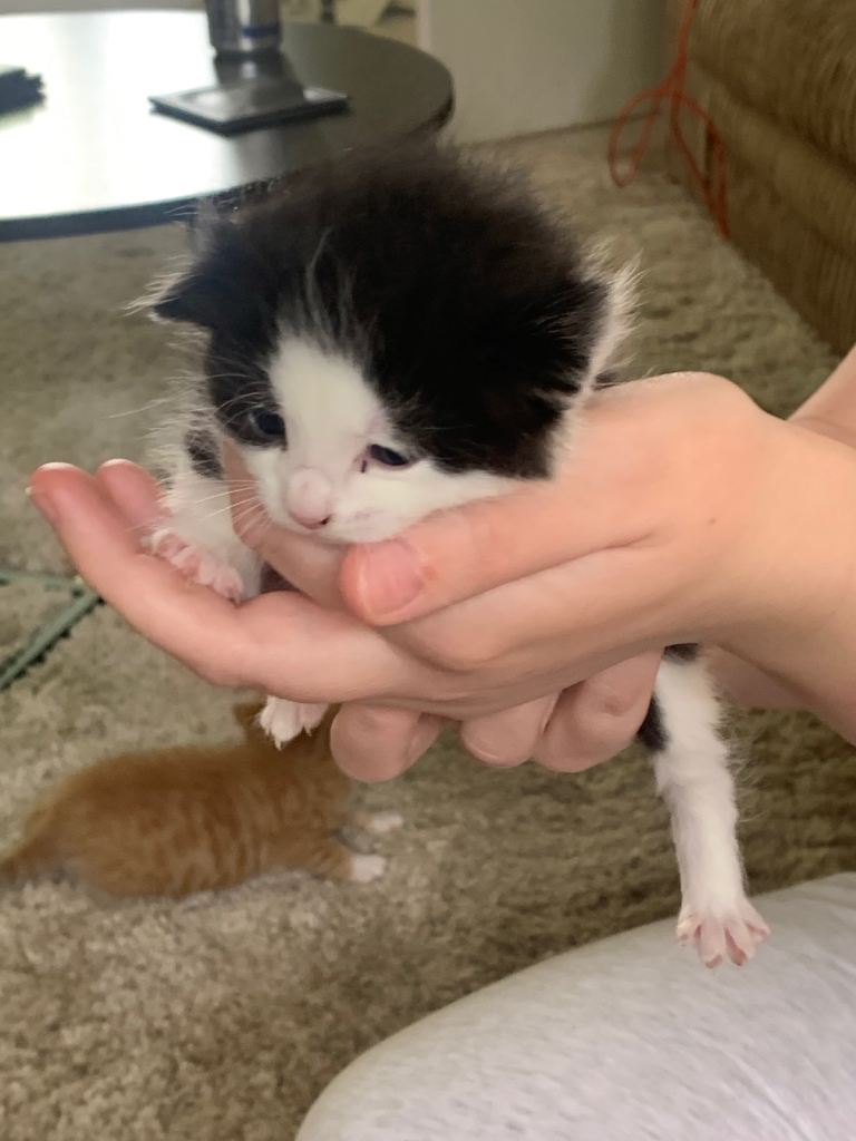 4 beautiful little kittens rag doll 