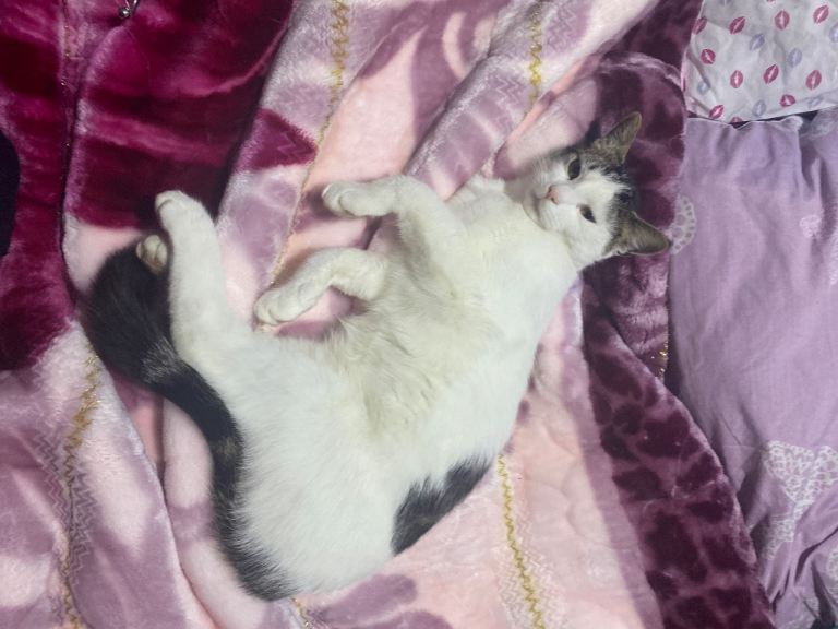 Two cats for gift. Femal and male 