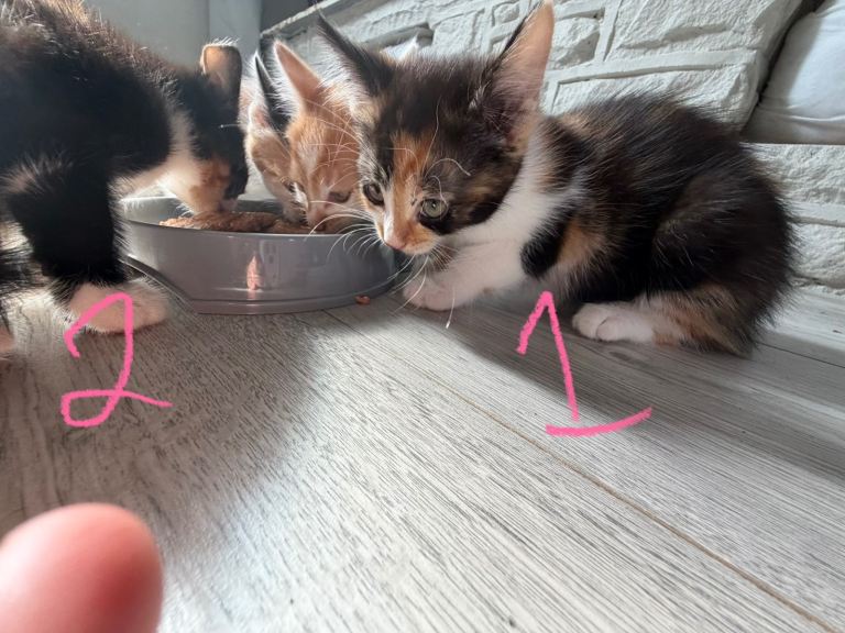 **Beautiful Kittens for sale **
