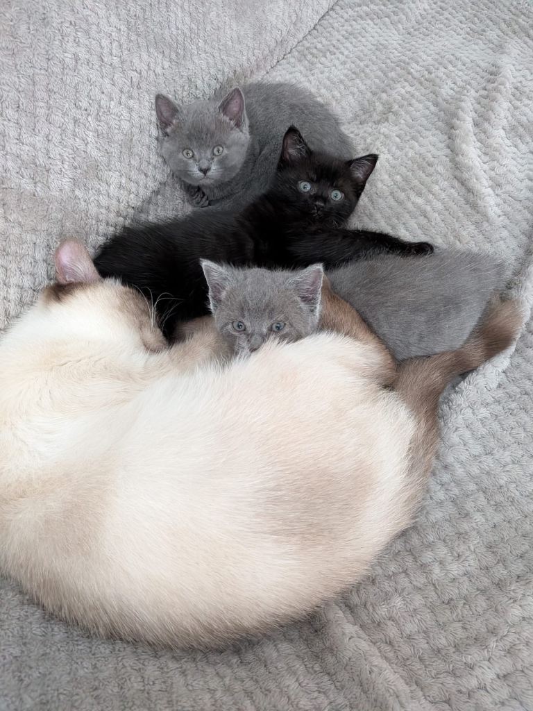 BSH kitten for sale.(british short hair)
