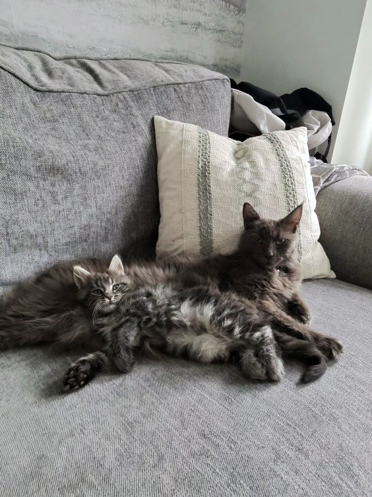 female Maine coon kitten ONE LEFT
