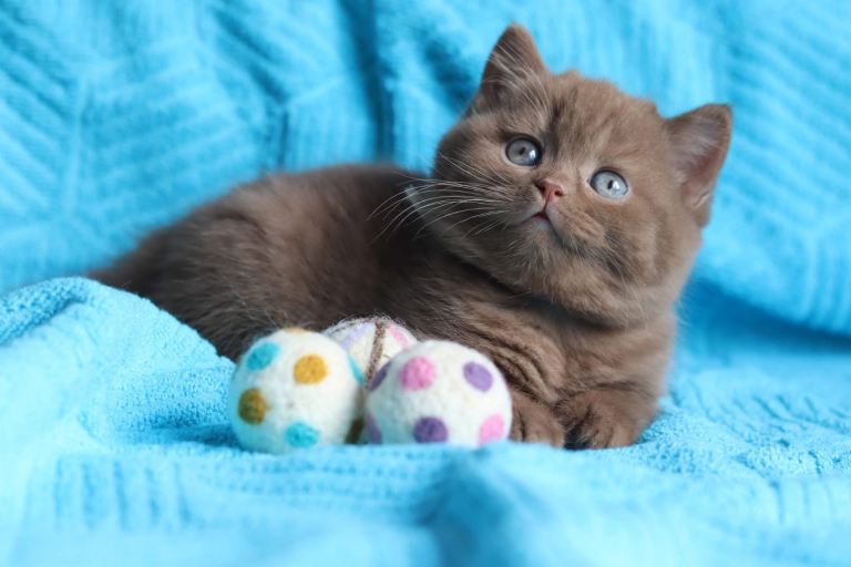 Pedigree British Shorthair Kittens