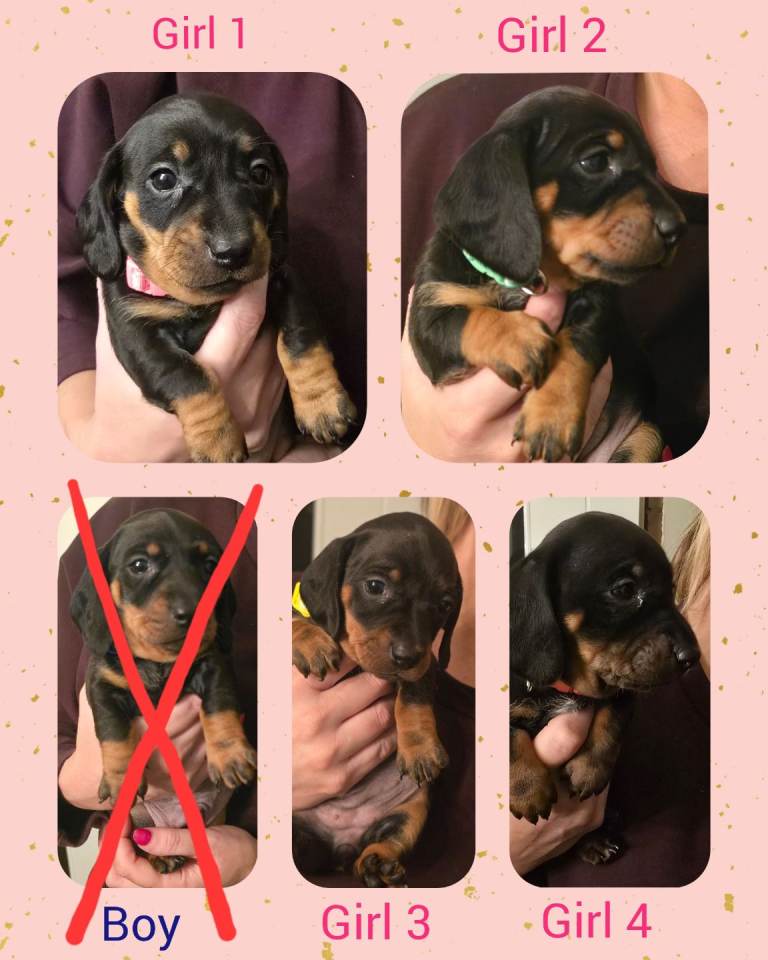 Black & Tan Dachshund puppies