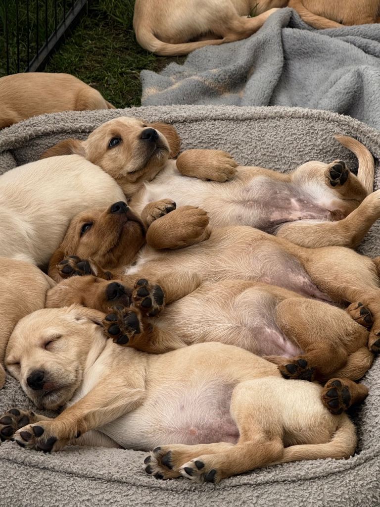 Stunning Cockerdor puppies ( 3 girls remaining) 