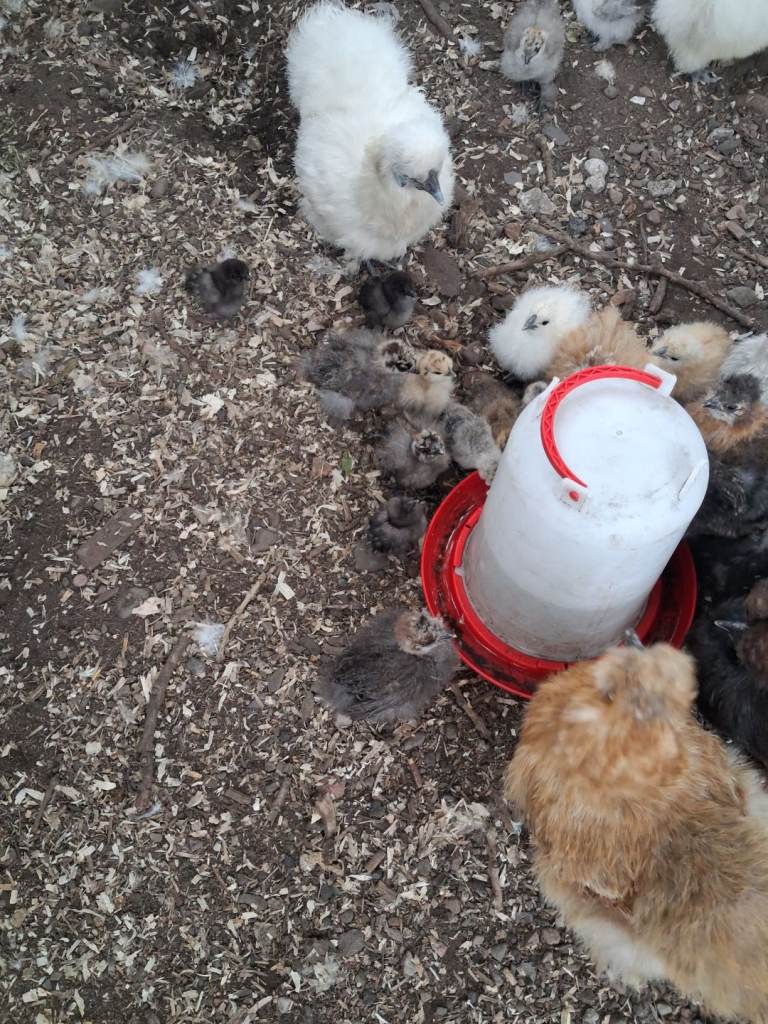 Silkie chicks 