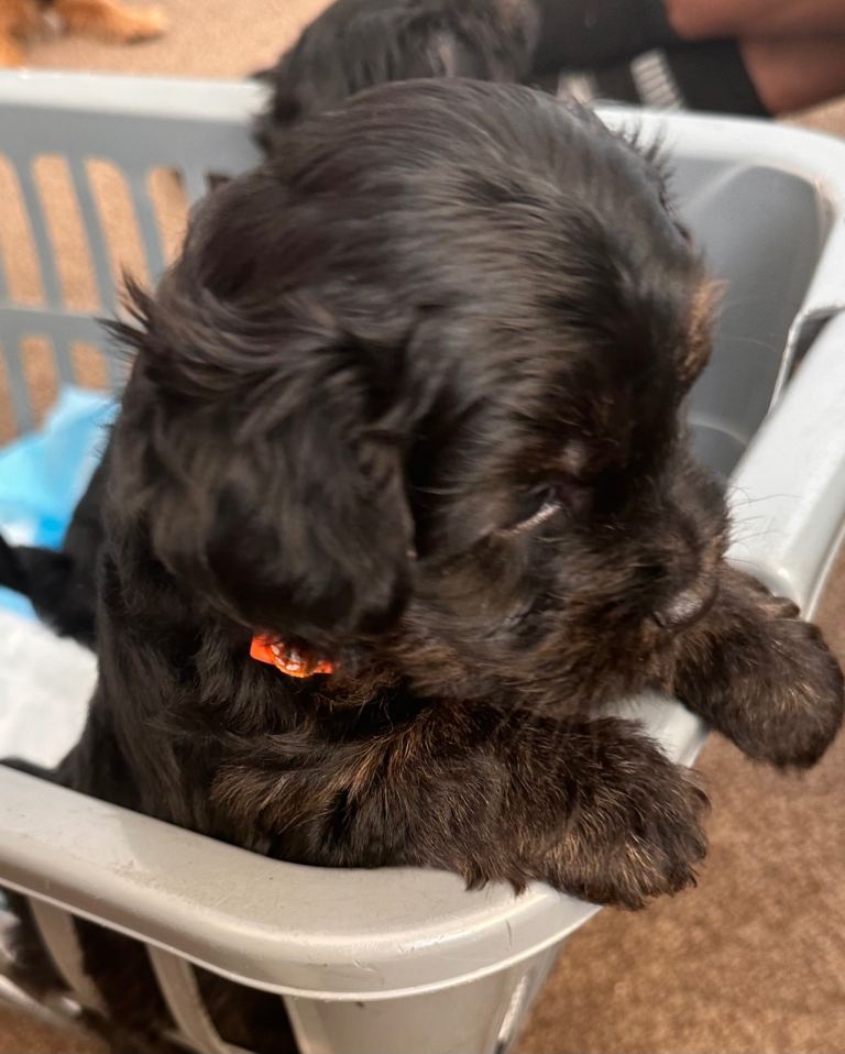 Cockapoo mix puppies