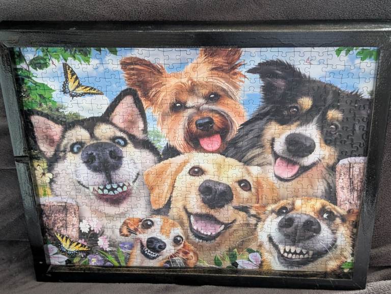 Selfies Dogs