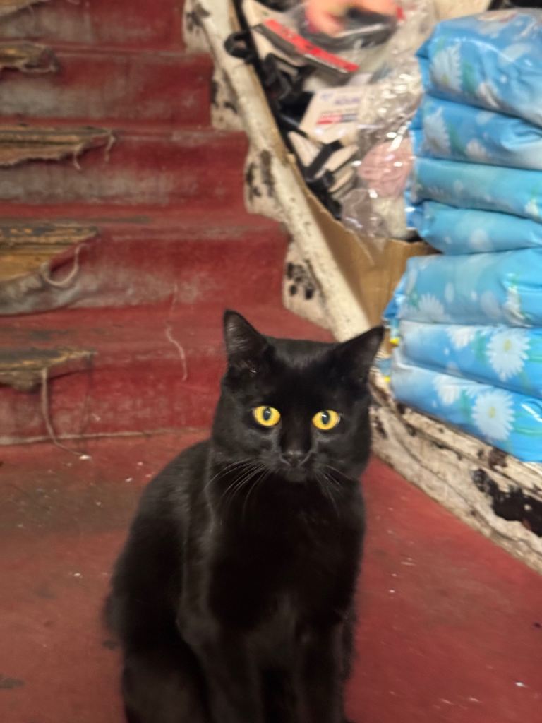 2 years old black cat - super friendly 