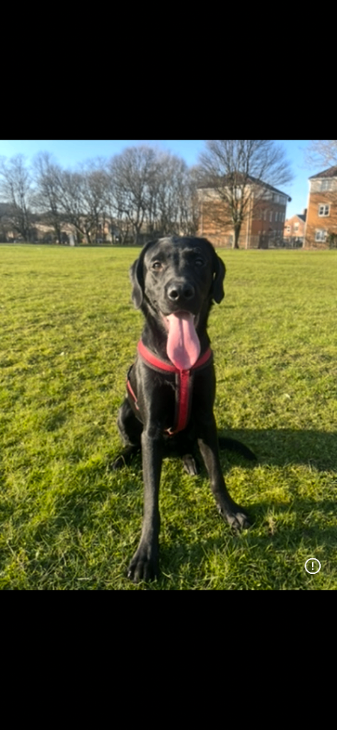 Black Labrador 1 year old