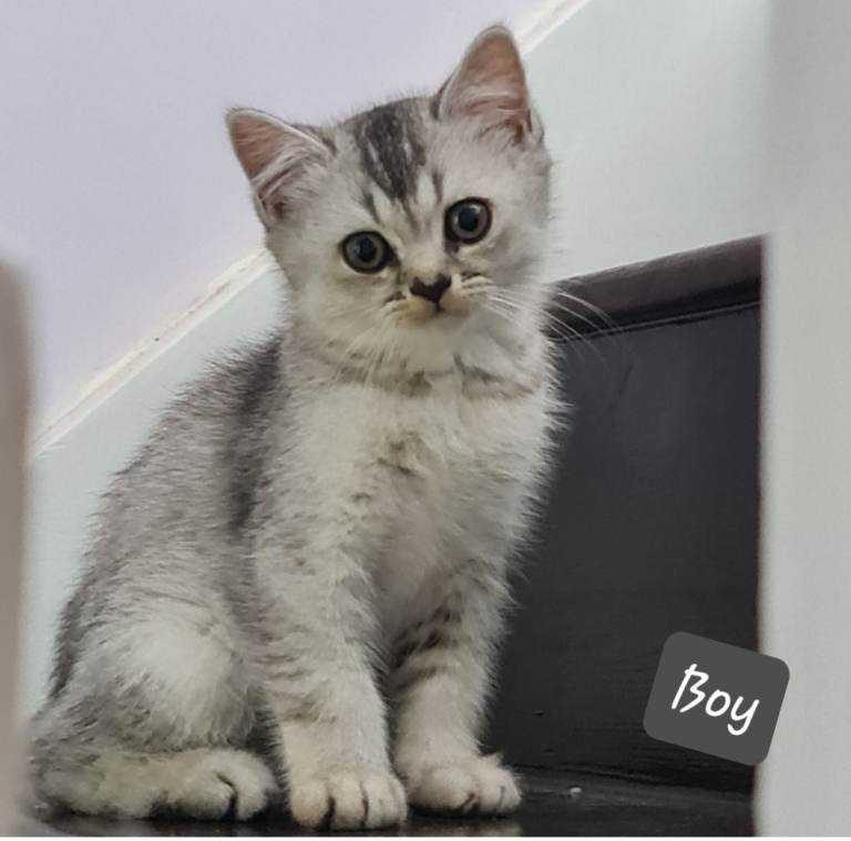 British shorthair and longhair 