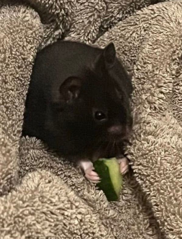 Syrian Hamster 