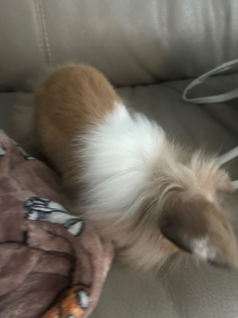 Fluffy bunny’s Double Mained lion mini lops 