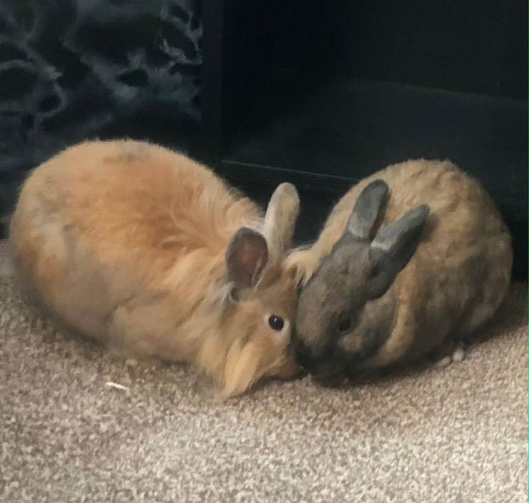 2 male adult Rabbits plus all items.