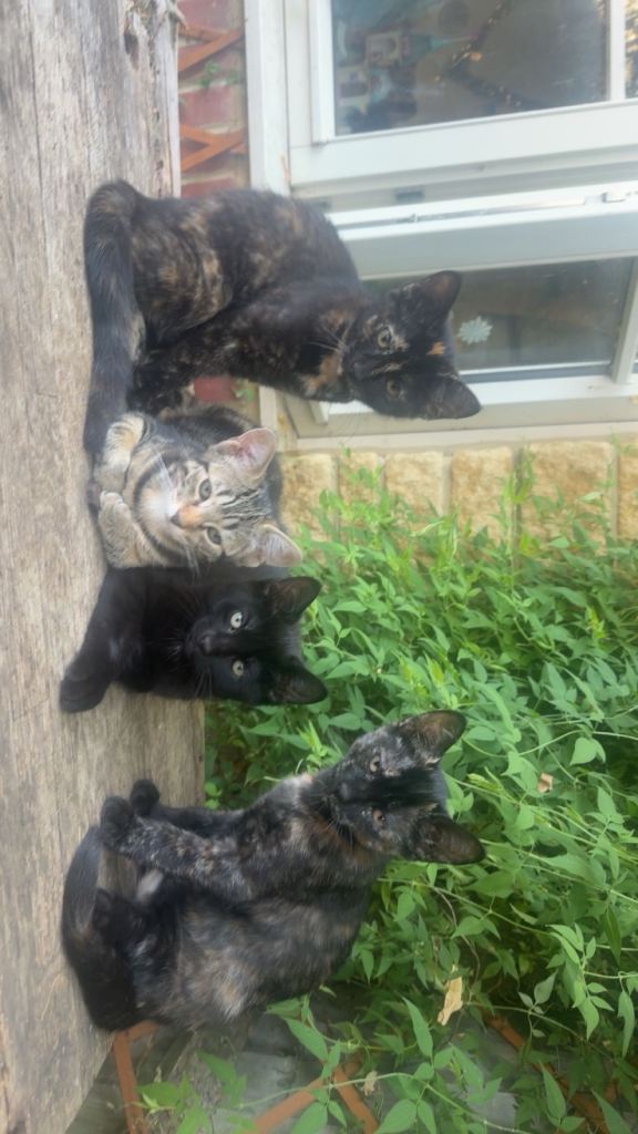 4 maine coon- bengal shorthair cross for sale