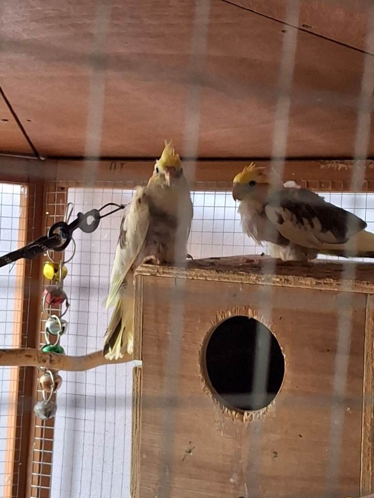 Lovely cocktail babys