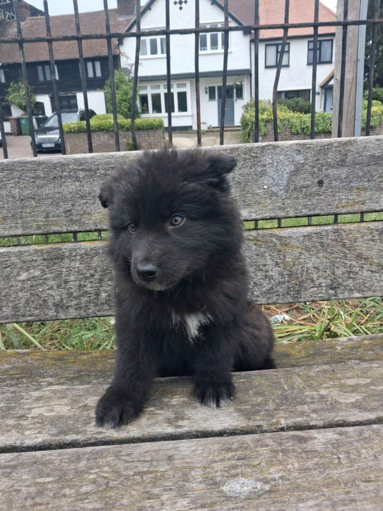 German Shepherd