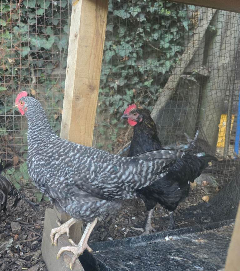 Roosters/Cockerels 