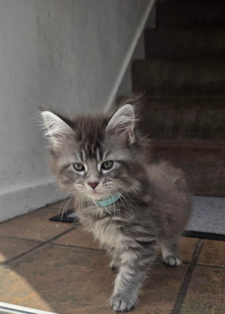 Cats maine coons READY NOW