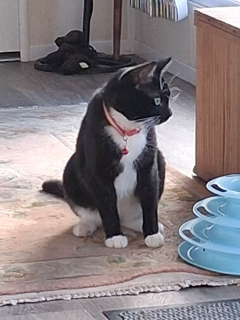 Gorgeous 2 year old Tuxedo cat.