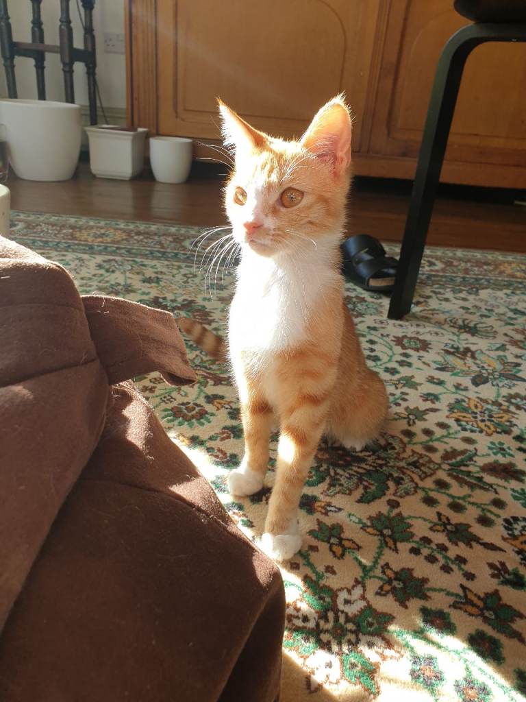 Rare Ginger female kitten