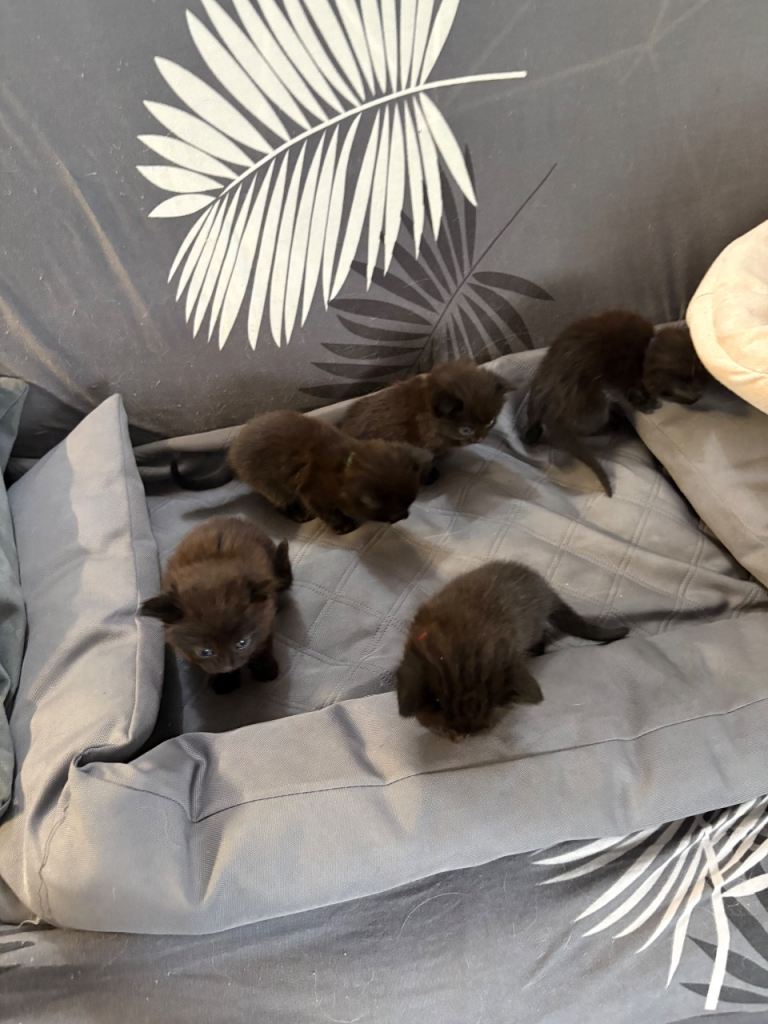 5 little black beauties 