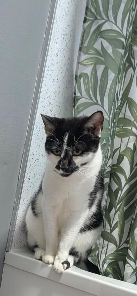     Lovely 2-Year-Old Male Cat – Needs a Patient Home