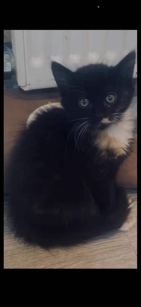 Kittens 