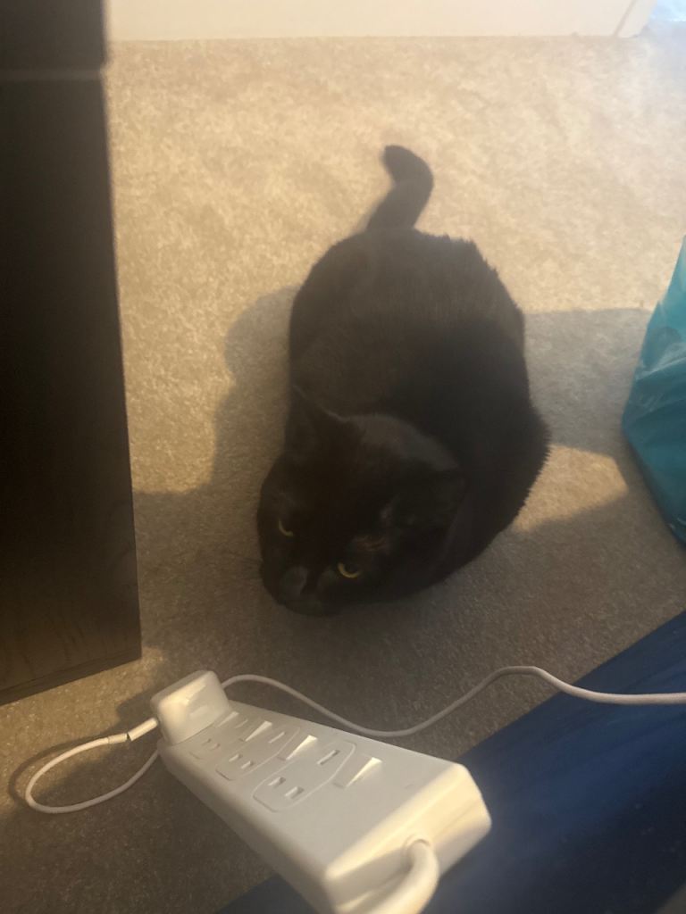 Cat for sale urgently