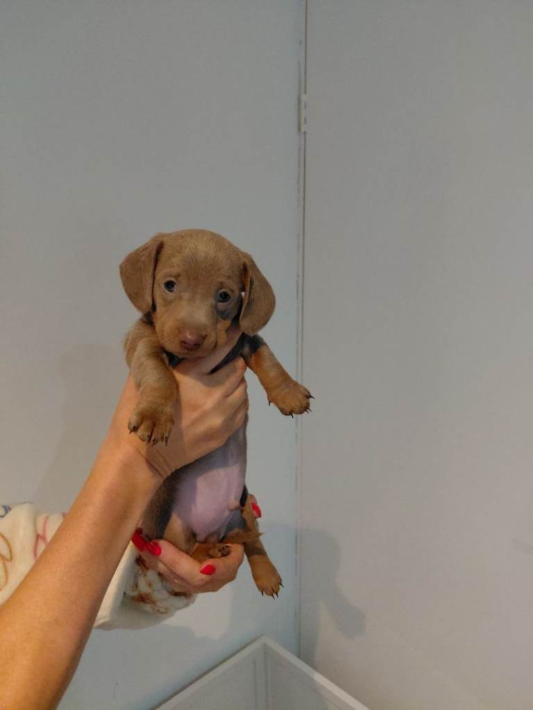 KC registered miniature dachounds for sale
