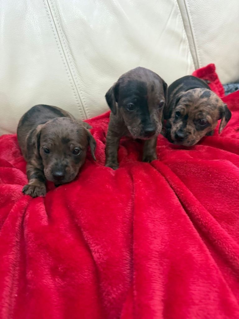 Miniature Dachshund puppies