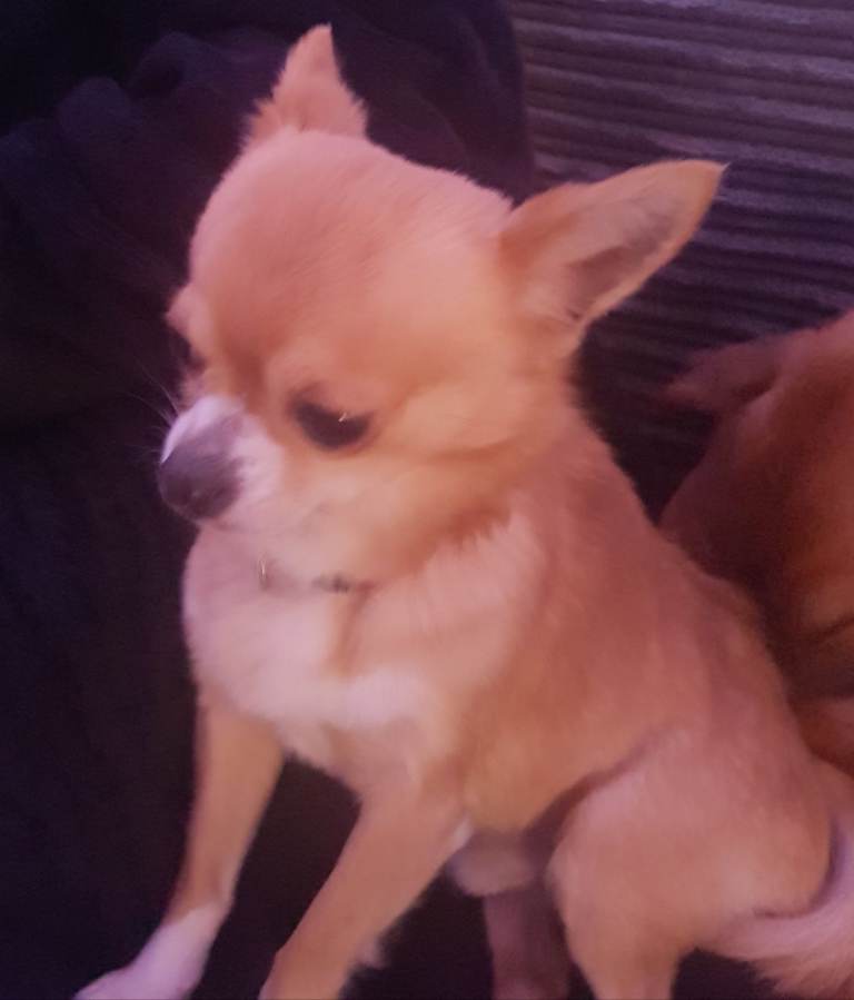 Male Chihuahua 2 years