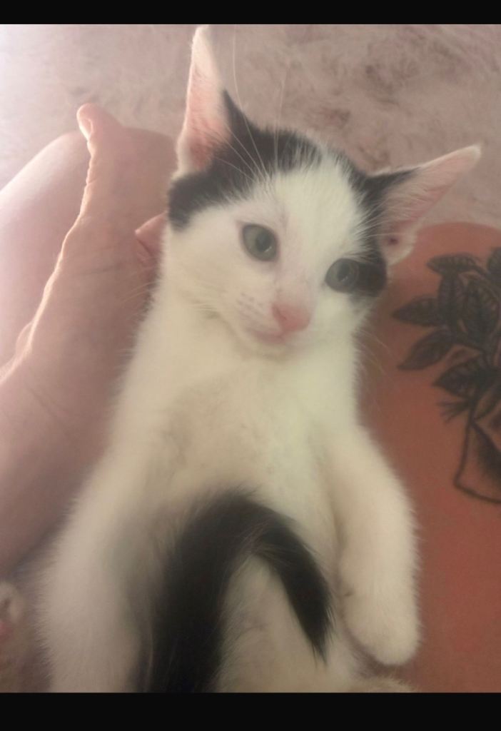 4 boys kittens