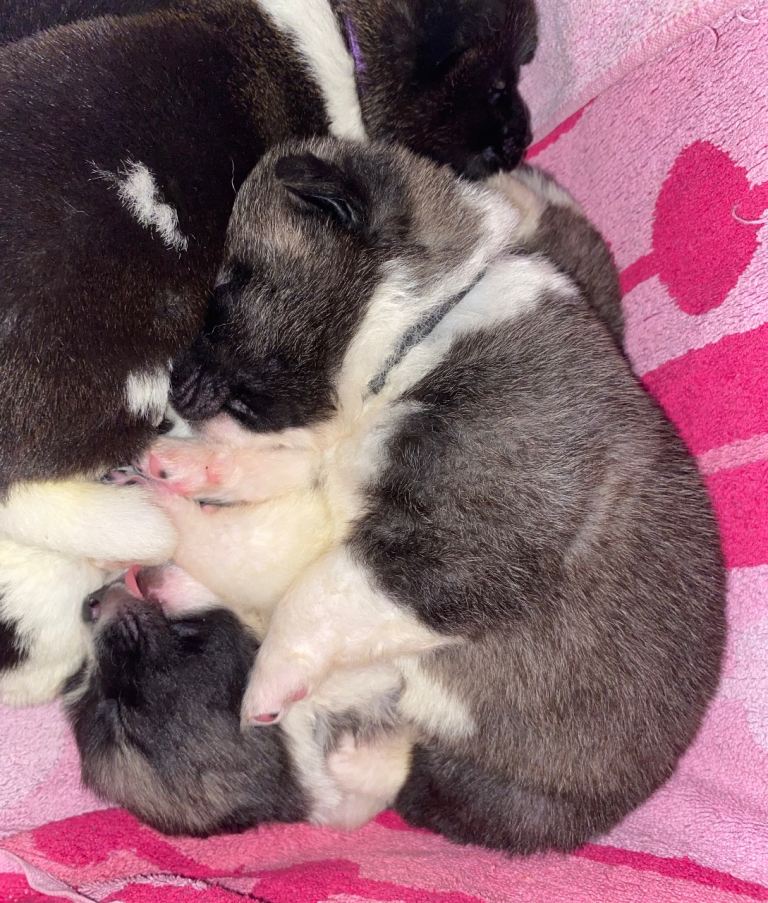 Beautiful American Akita Puppies 9 Boys 3 girls