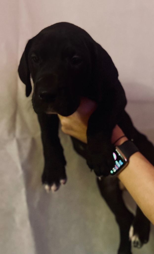 KC REGISTERED GREAT DANE PUPS