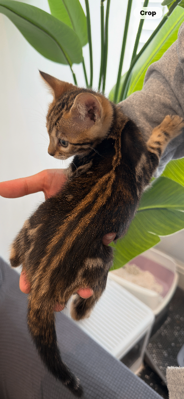 Pure Bengal kittens 