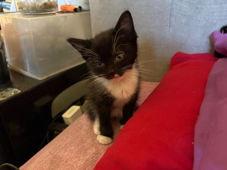 Free beautiful kittens for sale
