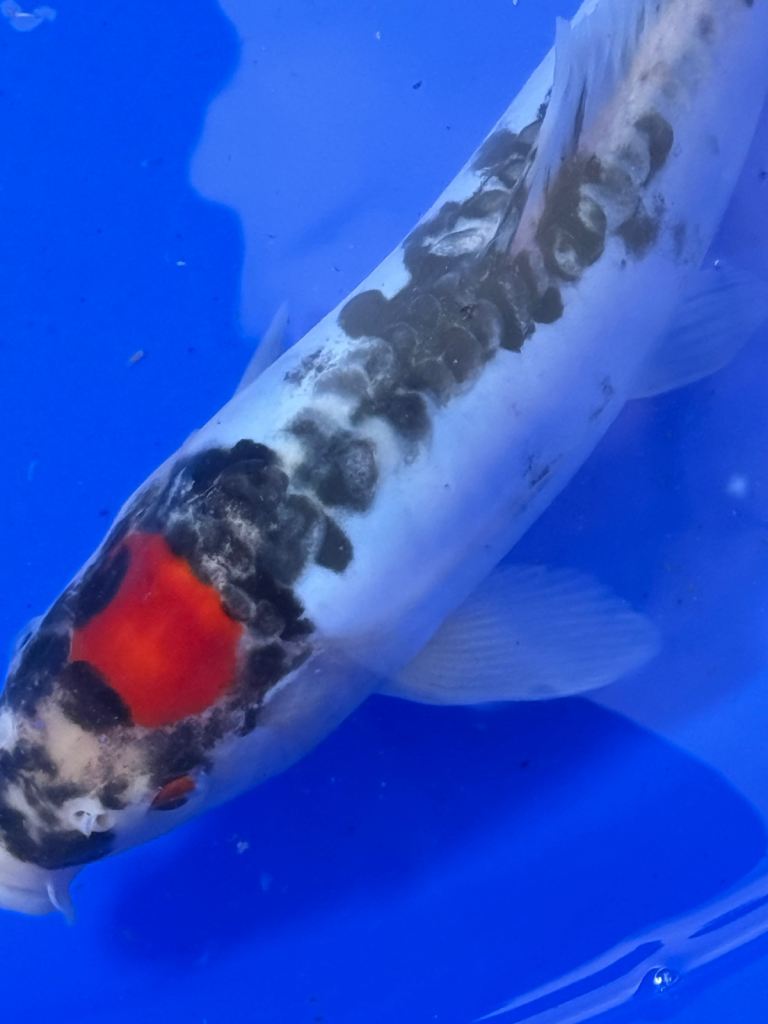 Large Koi and Butterfly Koi 