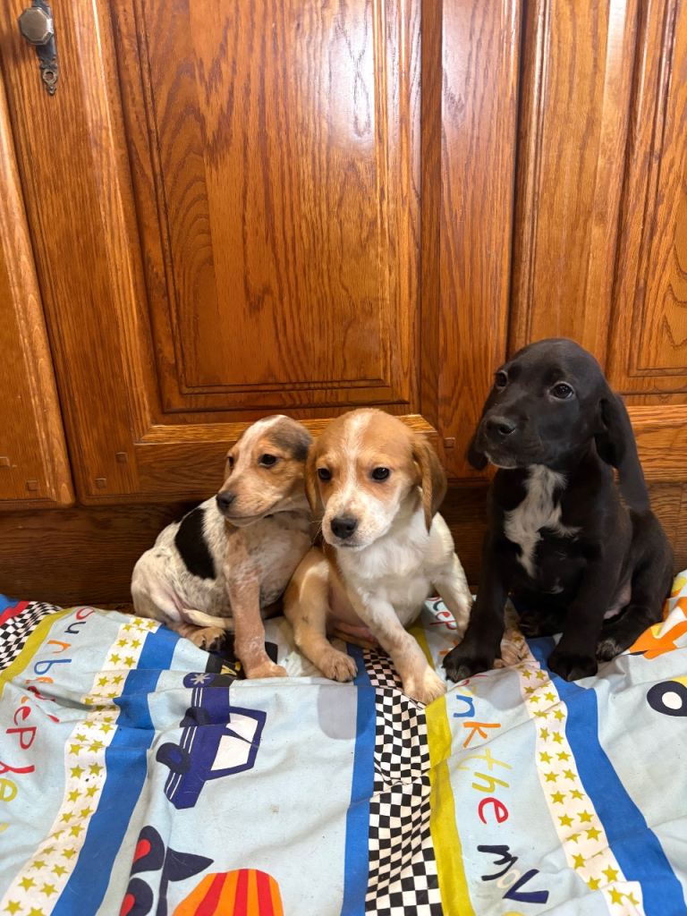 Cocker cross Beagle pups 