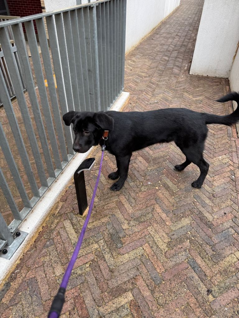 German shepherd Cane corso pup for sale 