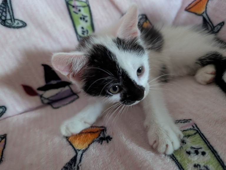 10 week old kittens 