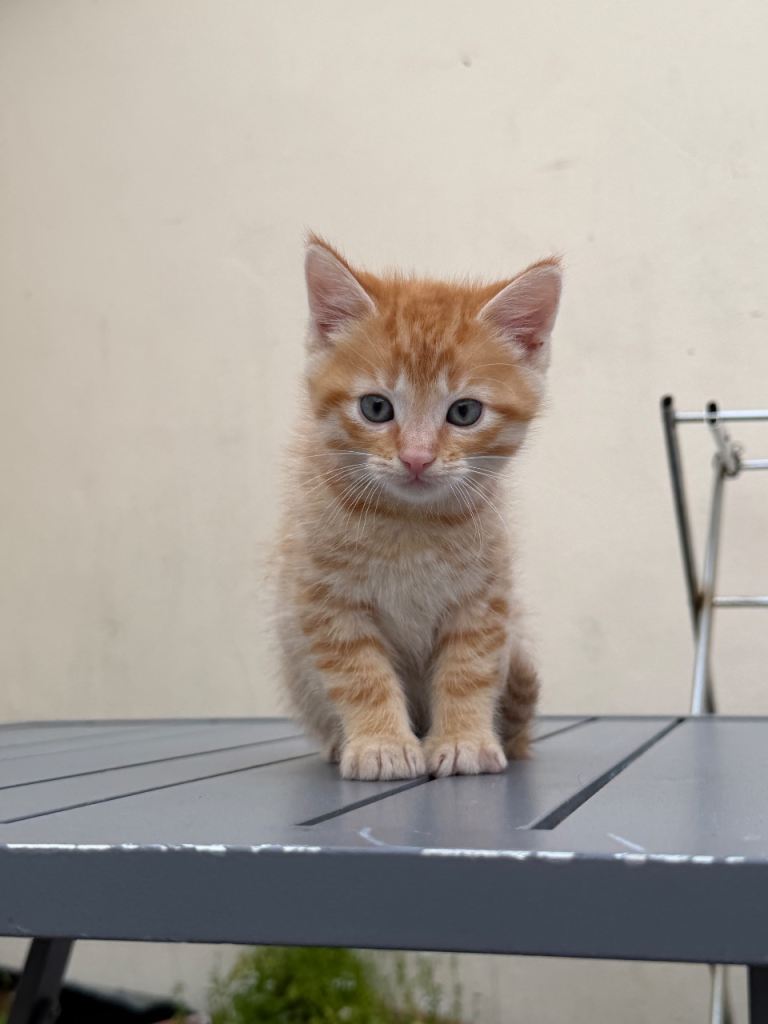 Tame kittens for sale 
