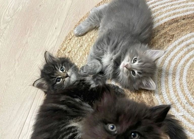 Kittens 