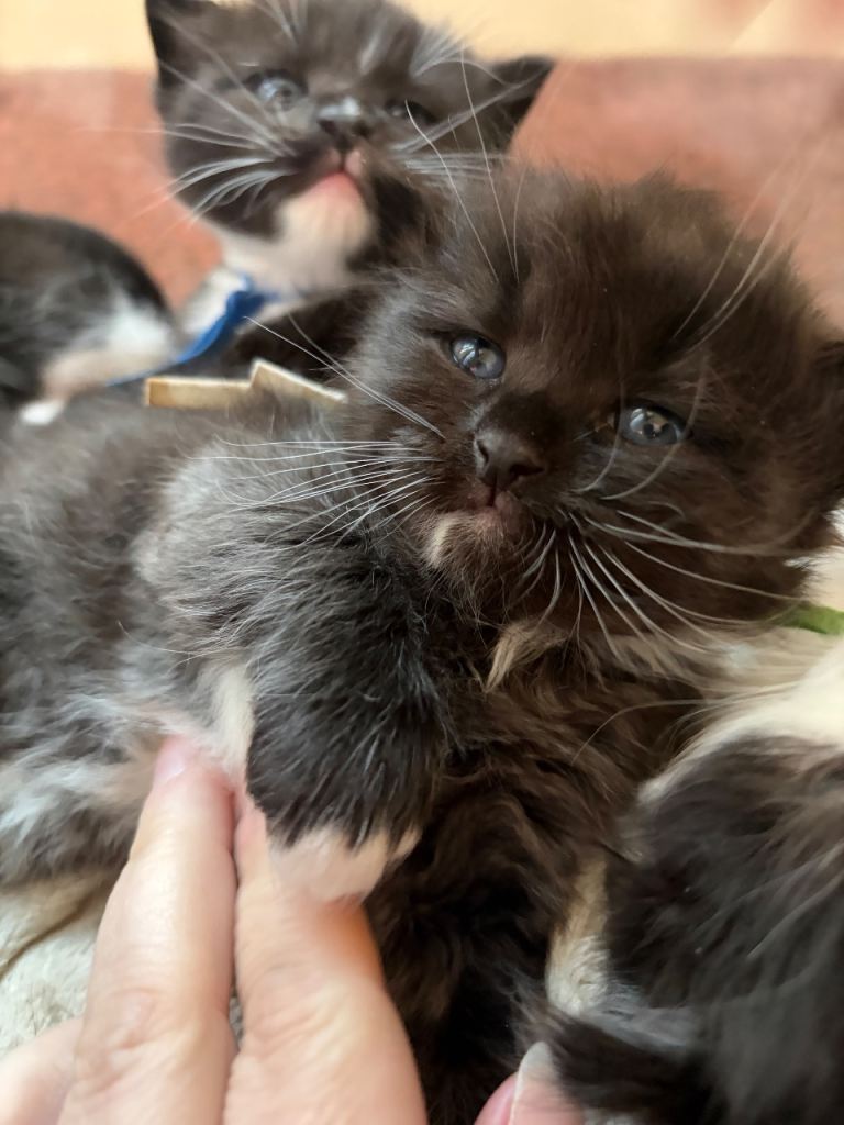 Beautiful litter of Ragdoll kittens with rare and unique coat potential