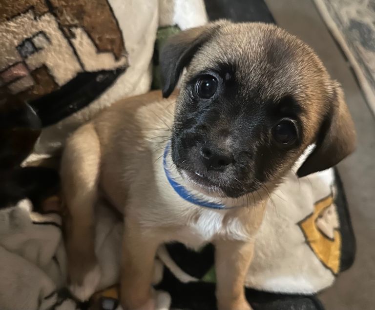French Bulldog x Pomchi Puppies **READY**