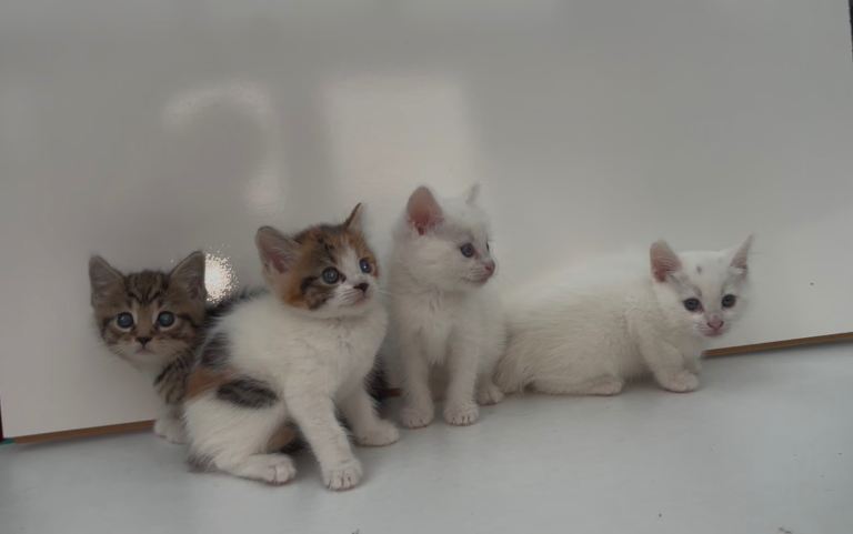 Blue eye khao manne/xbengal kittens
