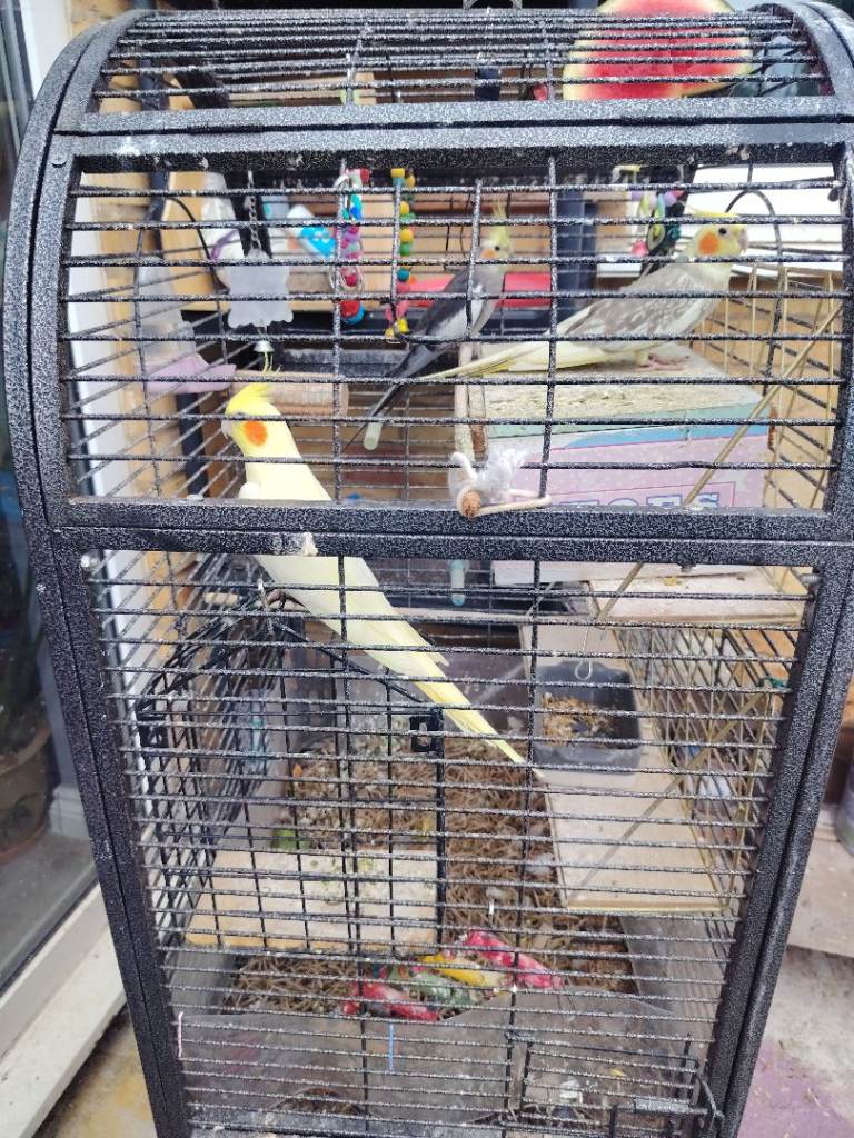 Cockatiels male and 2 females available 